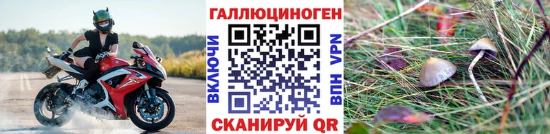 купить наркотики сайты  Снежногорск  Псилоцибиновые грибы Psilocybe 
